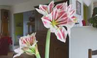 Puzzle amaryllis