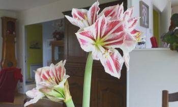 Puzzle 13285 - amaryllis