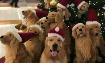 Puzzle 8915 - Des peluches et un chien