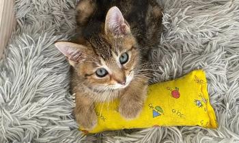 Puzzle 8976 - chaton mignon