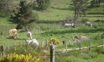 Puzzle 10761 - En Aubrac