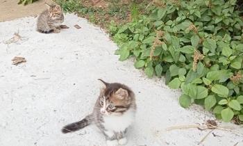 Puzzle 8982 - 2 petits chats