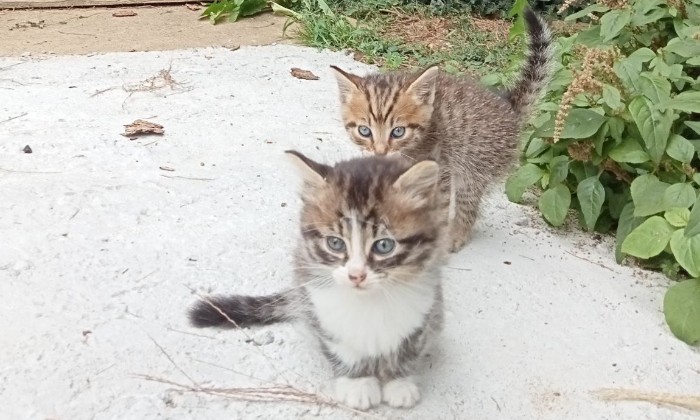 Puzzle Les frères chatons