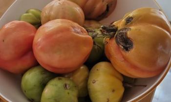 Puzzle 9096 - encore des tomates en janvier