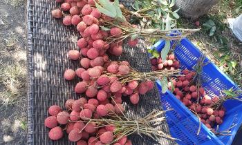 Puzzle 9135 - Litchis