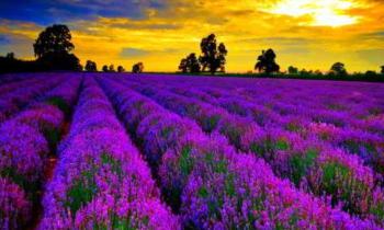 Puzzle 9113 - paisaje hermoso con flores