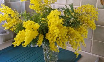 Puzzle 12438 - Mimosa de mon jardin