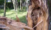 Puzzle saule après la tempête