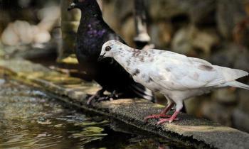 Puzzle 9975 - PIGEONS