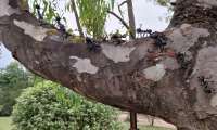 Puzzle Fourmis
