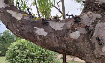 Puzzle 13114 - Fourmis