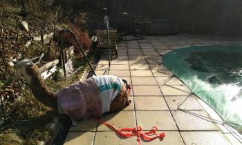 Puzzle 10242 - Lama près d'une piscine