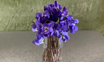 Puzzle 11329 - Violettes de mon jardin