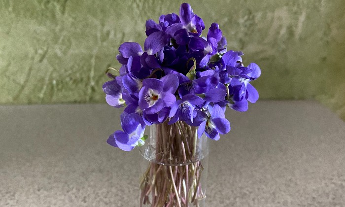 Puzzle Violettes de mon jardin
