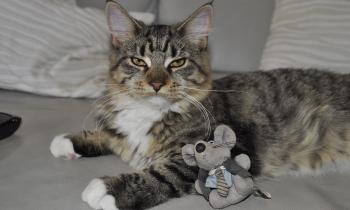 Puzzle 14738 - Le chat et la souris