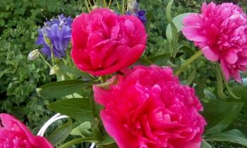 9687 | pivoines - 