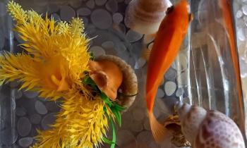Puzzle 9796 - Poisson rouge