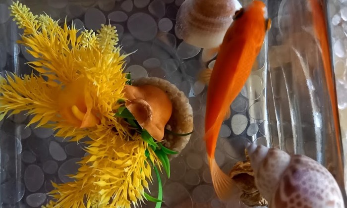 Puzzle Poisson rouge