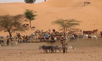 Puzzle 9906 - Point d'eau