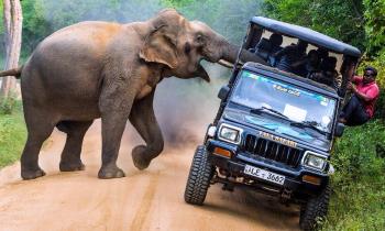 Puzzle 9752 - SAFARI
