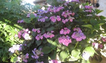 Puzzle 10065 - jardin fleuri