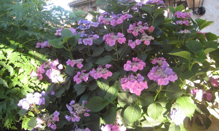 Puzzle jardin fleuri