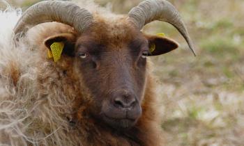 Puzzle 9568 - bélier des Shetlands