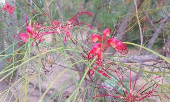 Puzzle 9639 - Grevillea