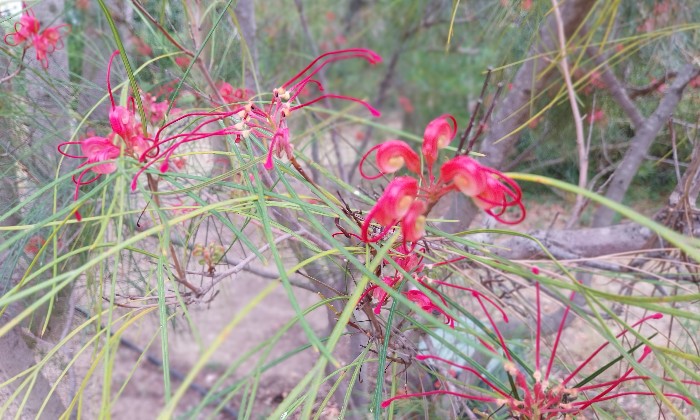Puzzle Grevillea