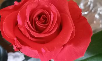 Puzzle 11447 - Belle rose rouge