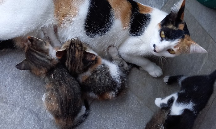 Puzzle Chatte allaitant ses petits