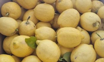 Puzzle 12456 - Citron de Menton
