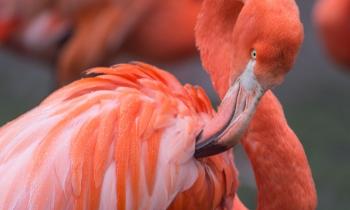 Puzzle 9582 - Flamands roses