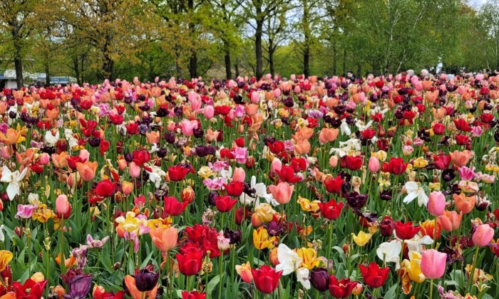 Puzzle Tulipes de toutes les couleurs - Paysages & Fleurs - Absolu Puzzle