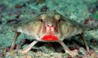 Puzzle Poisson chauve-souris