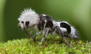 Puzzle 14057 - Fourmi-Panda