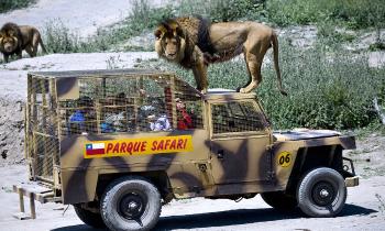 Puzzle 11710 - SAFARI