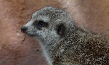 Puzzle 10580 - Suricate toujors grognon