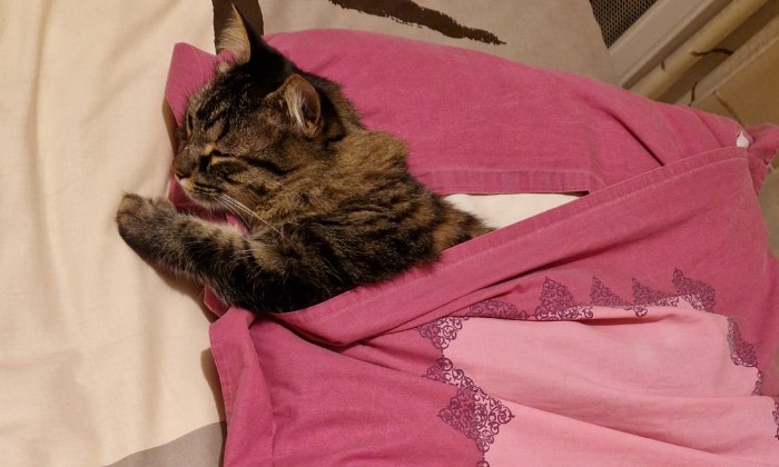 Puzzle Naya - Animaux - Absolu Puzzle