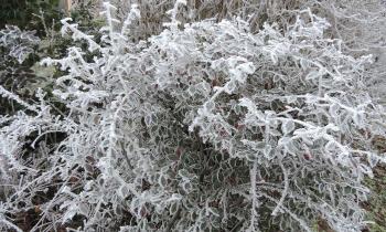 Puzzle 11157 - givre