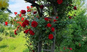 Puzzle 9653 - Rosier grimpant