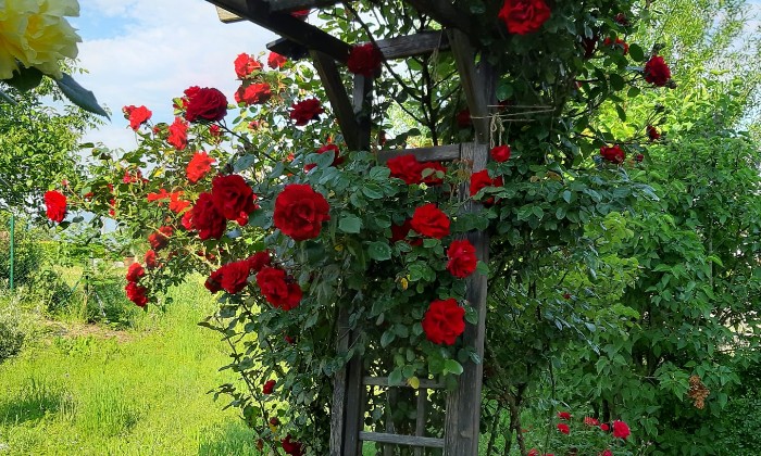 Puzzle Rosier grimpant