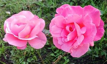 Puzzle 11627 - les amies  les roses