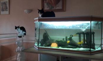 Puzzle 10069 - les gardiens des poissons