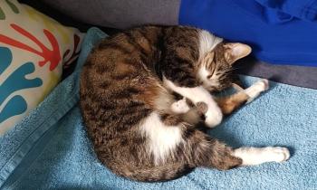 Puzzle 9743 - Roufaque le chat sdf