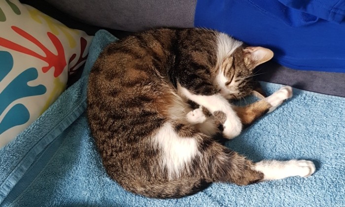 Puzzle Roufaque le chat sdf