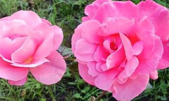 Puzzle 14344 - mes amies les roses