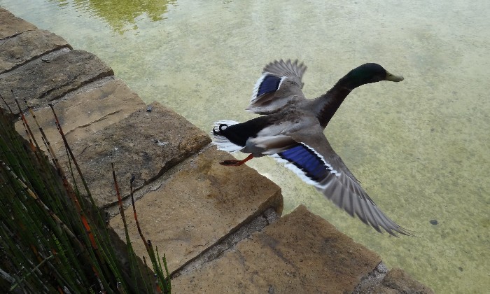 Puzzle Envol de canard