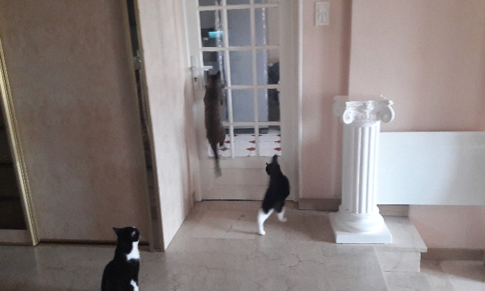 Puzzle quel acrobate