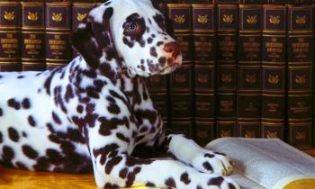 Puzzle 9947 - dalmatien instruit